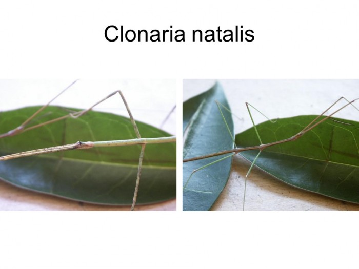 Clonaria natalis